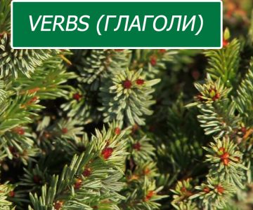 Verbs (глаголи)