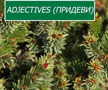 Adjectives (придеви)